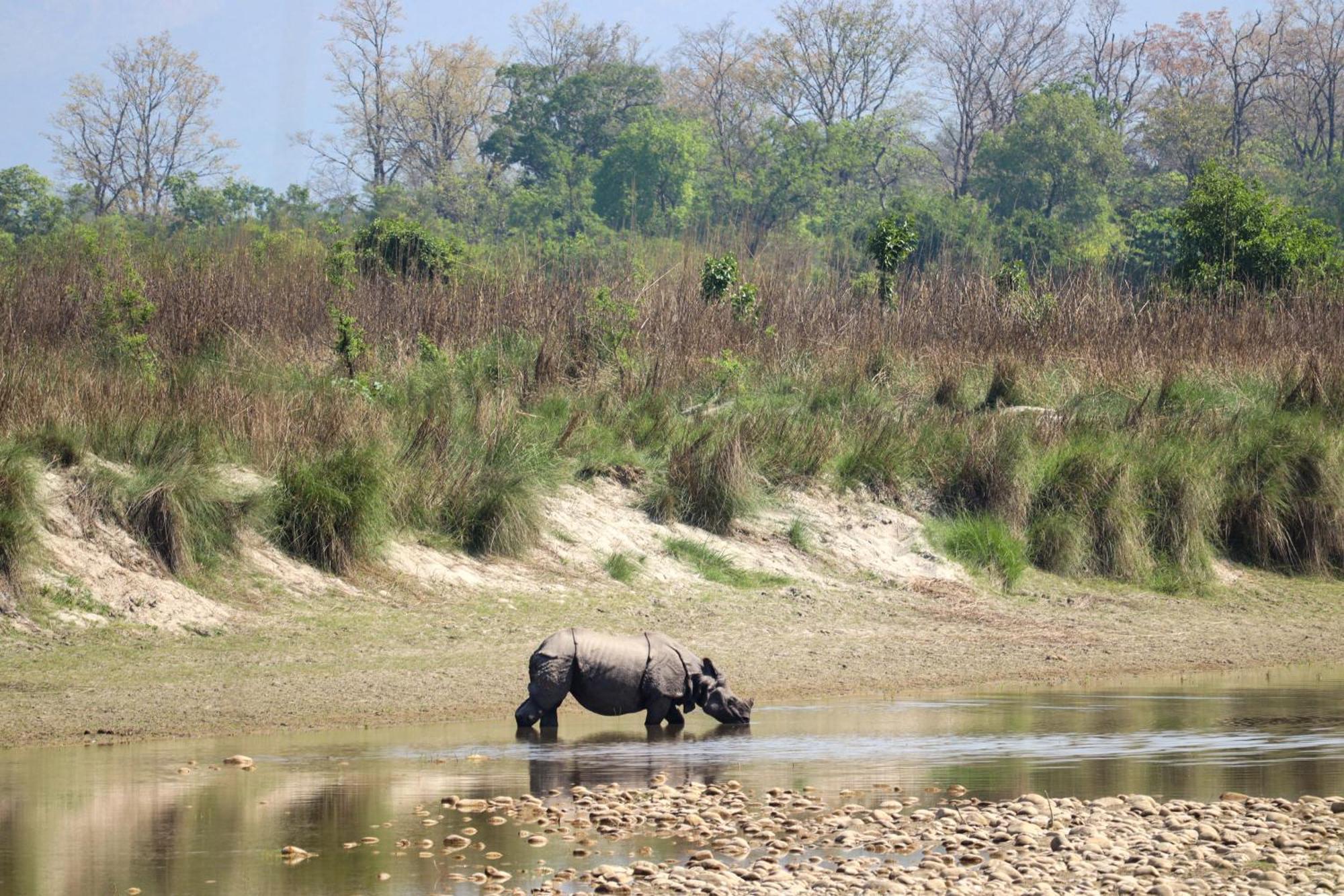Forest Hideaway Resort Pvt Ltd Bardiya Exteriör bild